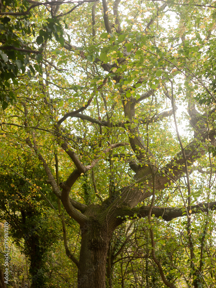 Fototapeta premium beautiful lush tree top scenery in autumn colours leaves fall outside country