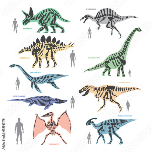 Dnosaurs seletons silhouettes bone animal and jurassic monster predator dino vector flat illustration