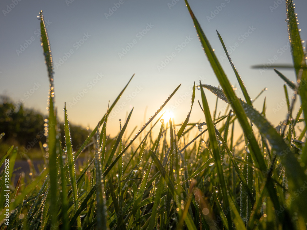 Fototapeta premium Morgentau
