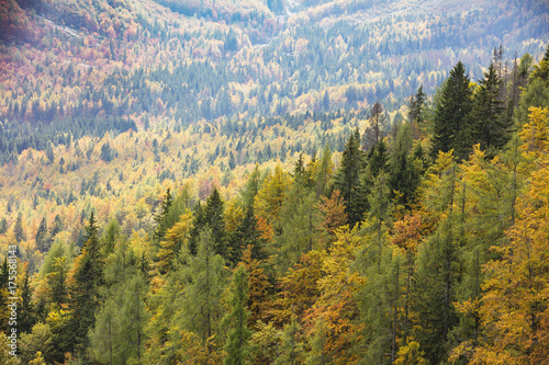 Colorful deciduous and coniferous trees in the magic forest.
