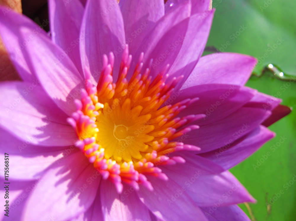 Water Lily Water Lily