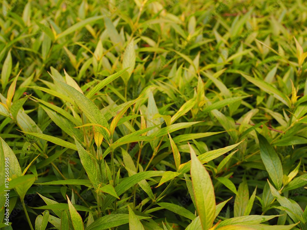 Long light green spike shape, red border leaf tree bush field, perspective close up background Long light green spike shape, red border leaf tree bush field, perspective close up background