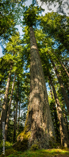 Obraz na płótnie Tall tree w salonie