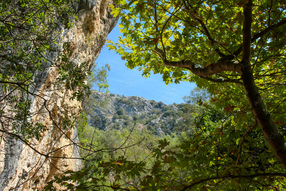Rock and olive trees against the sky Rock and olive trees against the sky