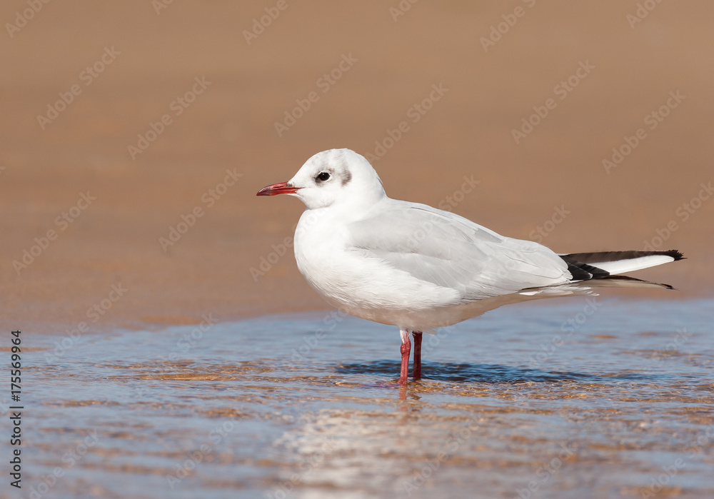A black-headed gull standing in a puddle of water on the beach A black-headed gull standing in a puddle of water on the beach