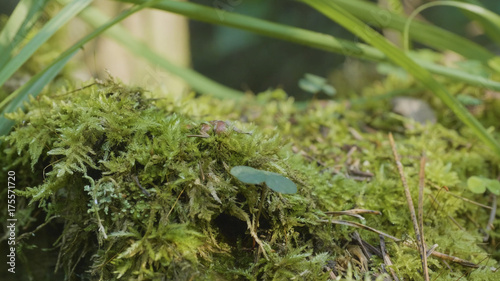 Moss grass forest. Beautiful green moss in the sunlight, moss closeup. Moss grows on the tree photo