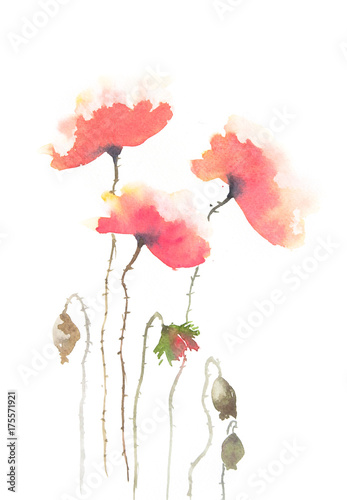 Red poppy flower on white background, watercolor painting, hand painted on paper