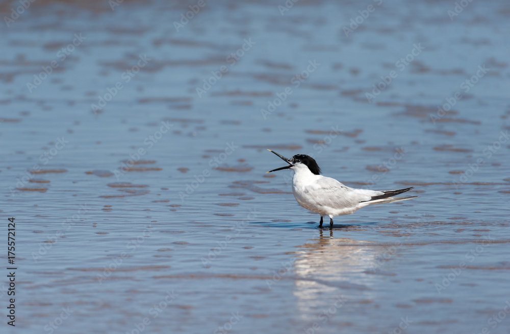 A sandwich tern standing on the beach with an open beak