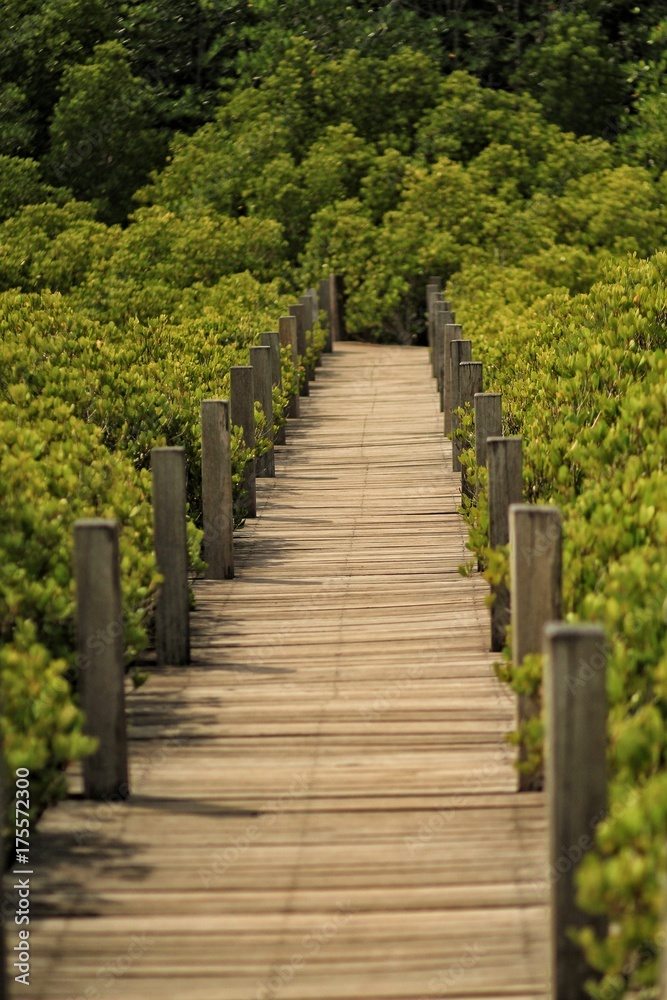 The wood walkway at mangrove forest.