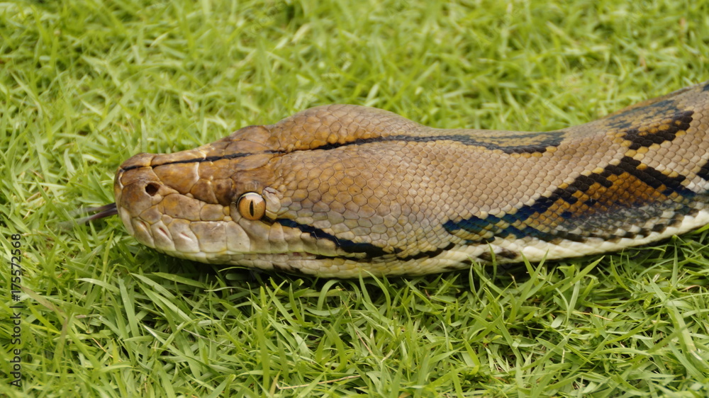 Python Python