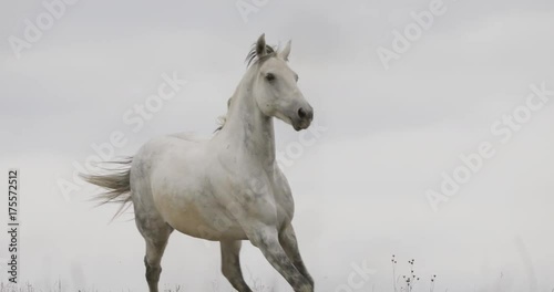 Wild white horse on the field running gallop