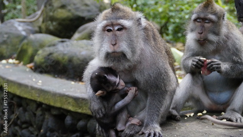 Monky