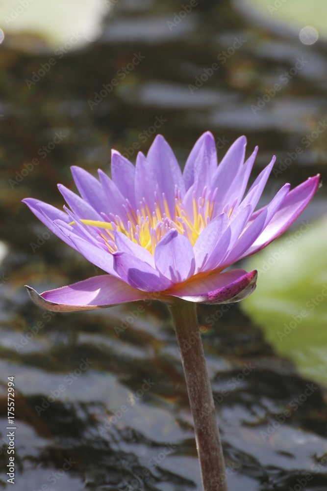 An aquatic plant with a purple flower An aquatic plant with a purple flower
