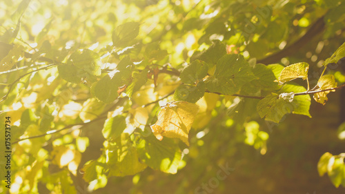 Sunshine on the Leaves of a Beech Tree, Nature Background Shallow Depth of Field Haze Horizontal Photography
