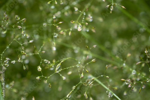 thin green branches of forest grass, herbs and blades, spun between themselves into patterns like spiders webs with bright luminous raindrops natural background. soft lighting and focus