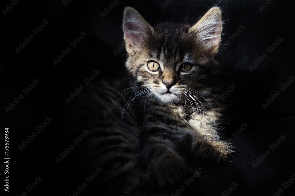 Kitten in the sunlight against black backgrounf looking into camera