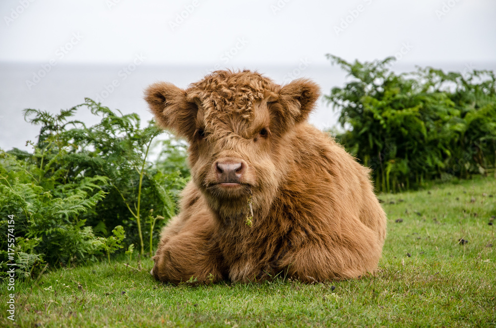Fototapeta premium kleines Higlandcattle am Straßenrand