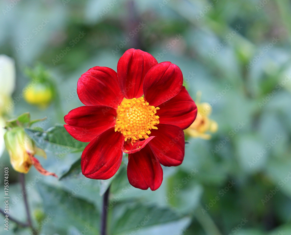 beautiful red flower on a green background beautiful red flower on a green background