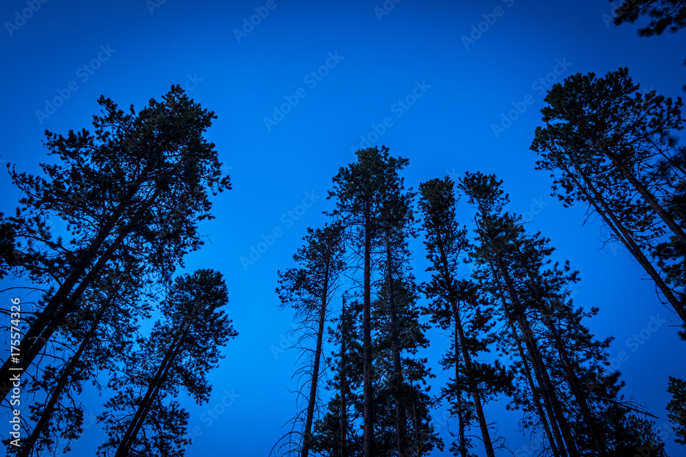 trees in the sky