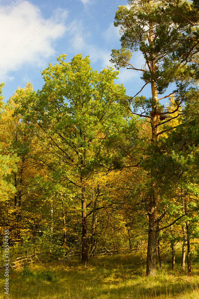 Autumn colors of nature.