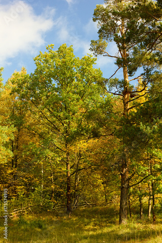 Fototapeta Naklejka Na Ścianę i Meble -  Autumn colors of nature.