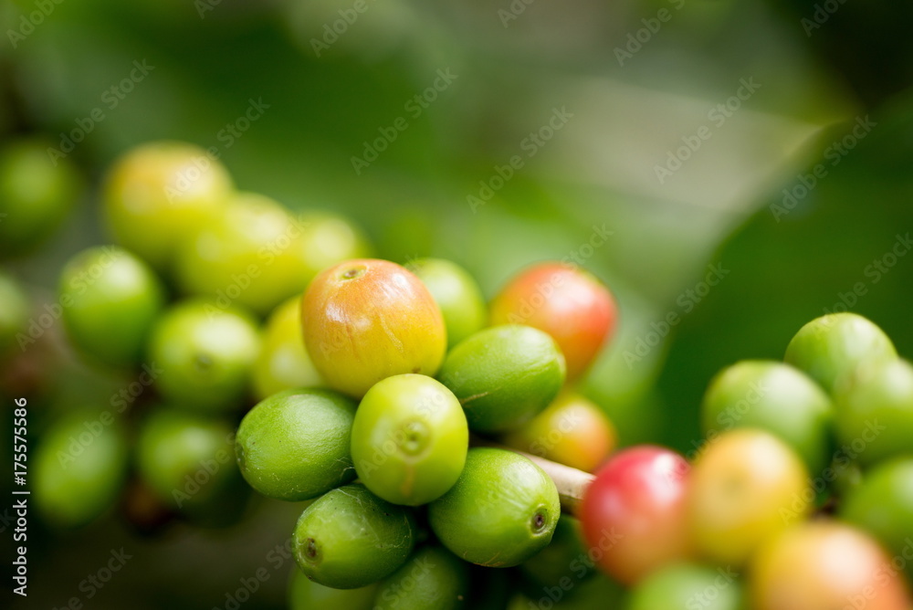 Organic red green  coffee cherries beans