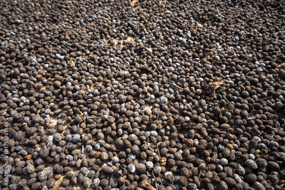 Coffee beans drying in the sun Coffee beans drying in the sun