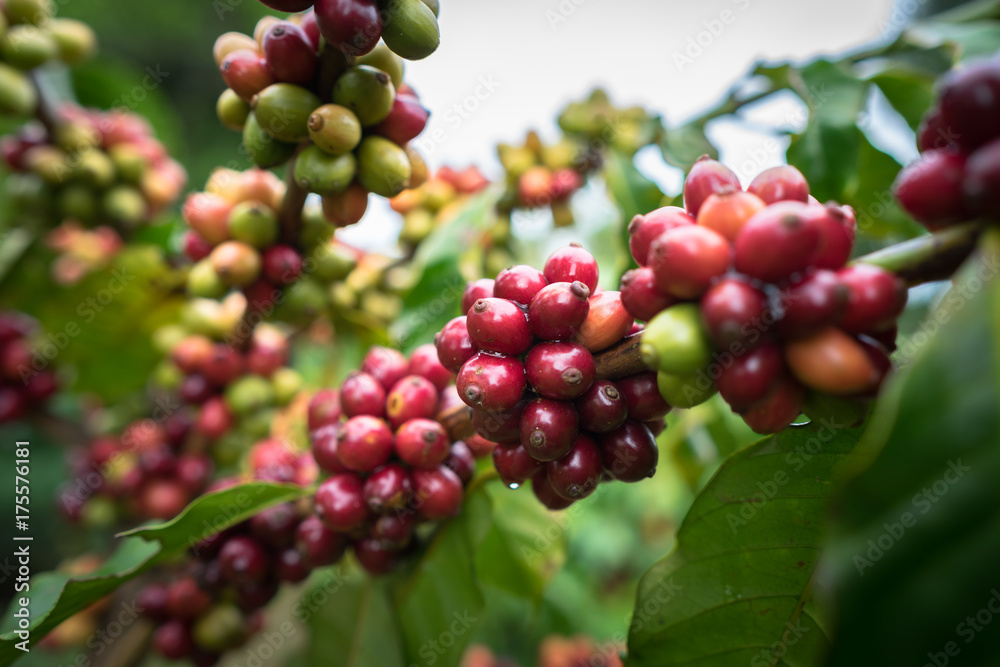 Coffee beans on tree Coffee beans on tree