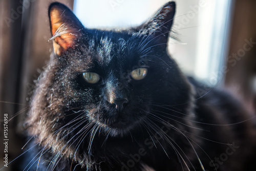 black furry cat photo