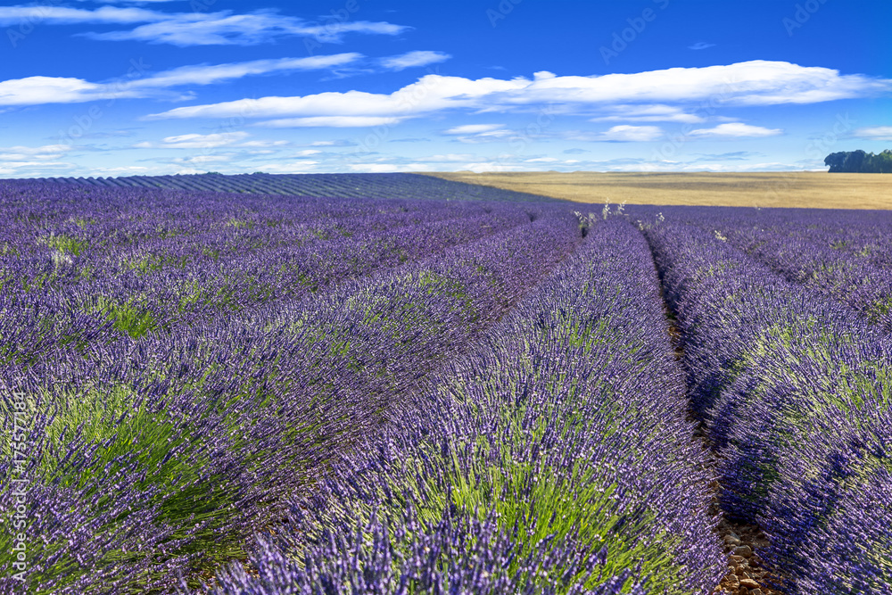 Fototapeta premium Blooming lavender field