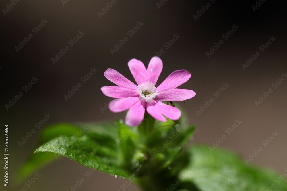 Flower of a red campion