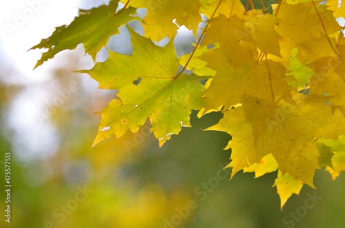 Detail photo of yellow and green maple leaves on autumn blurred background.