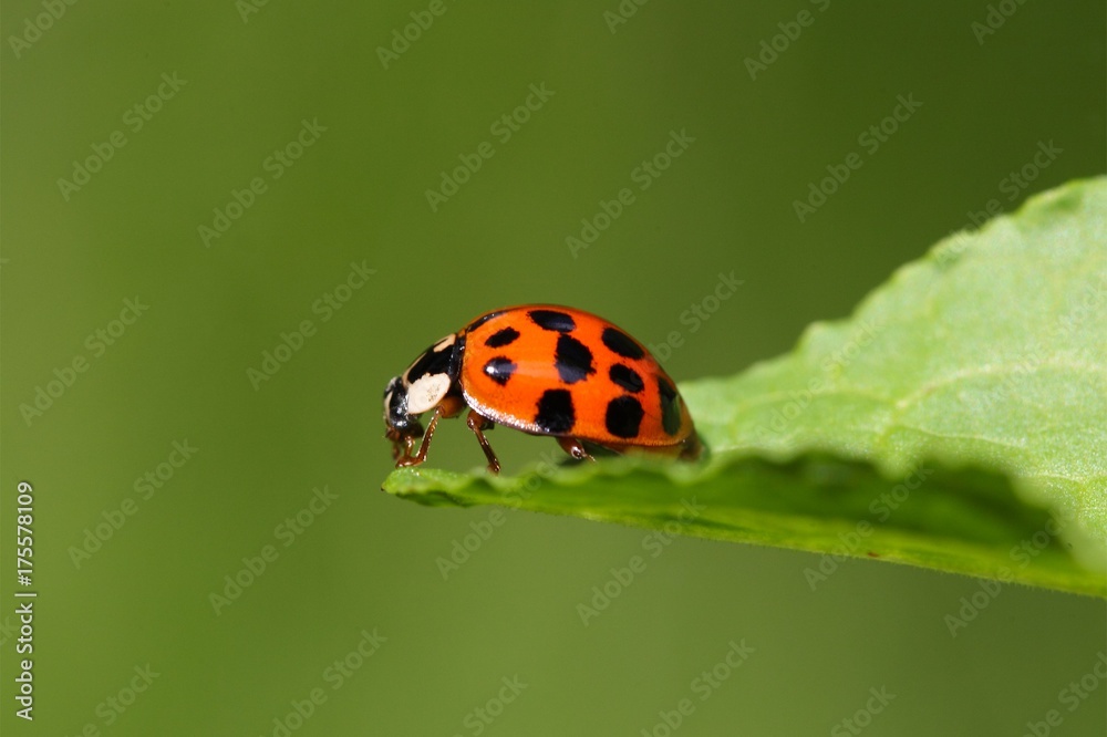 Ladybug (Harmonia axyridis) Ladybug (Harmonia axyridis)