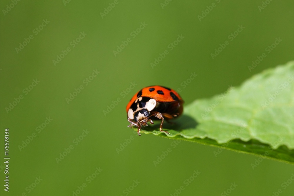Ladybug (Harmonia axyridis) Ladybug (Harmonia axyridis)