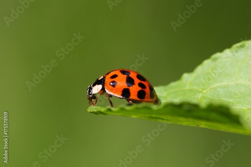 Ladybug (Harmonia axyridis) © ChrWeiss