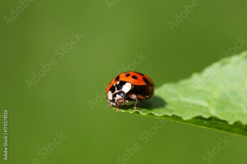 Ladybug (Harmonia axyridis) © ChrWeiss