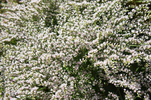 Goniolimon elatum many white flowers background