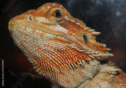 dragon bearded (Pogona Vitticeps)