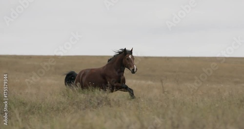 Wild brown horse on the field running gallop