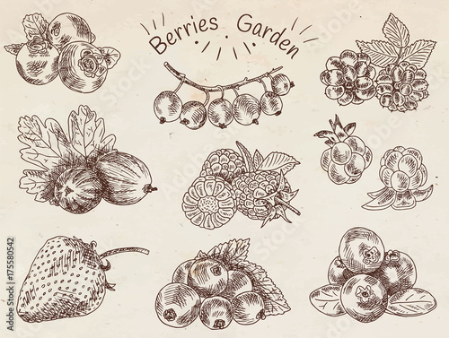 berries garden, blackberries, blackberry, boysenberry, currants, dewberry, gooseberries, mulberry, raspberry, strawberry, mountain ash, blueberry, cloud berry