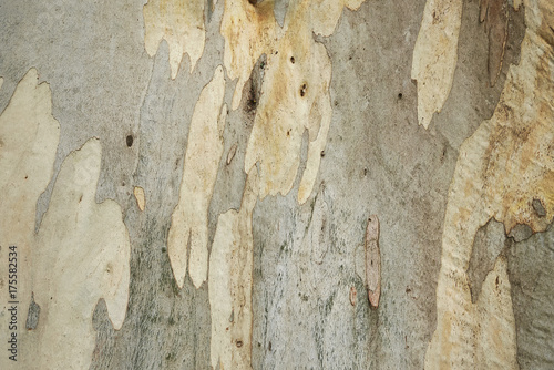 Eucalyptus dalrympleana photo