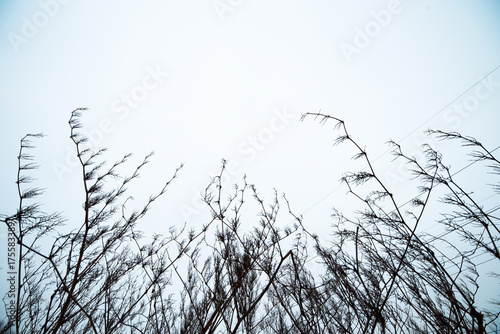 Fototapeta Naklejka Na Ścianę i Meble -  Polski las zimą