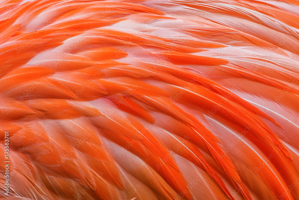 Fototapeta premium orange american flamingo phoenicopterus ruber feathers texture