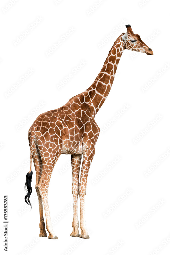 Fototapeta premium Giraffa camelopardalis isolated on white background