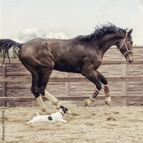A big brown horse and little dog are racing