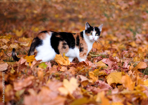 a beautiful red cat in red leaves