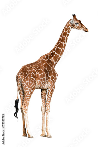 Giraffa camelopardalis isolated on white background