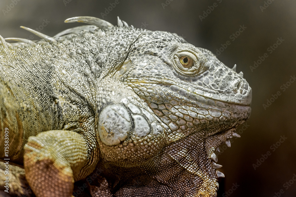 close view ofa big american green iguana's head close view ofa big american green iguana's head