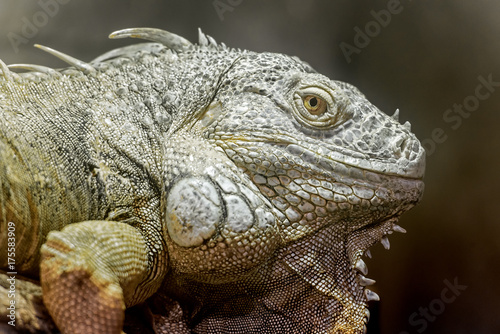 close view ofa big  american green iguana s head