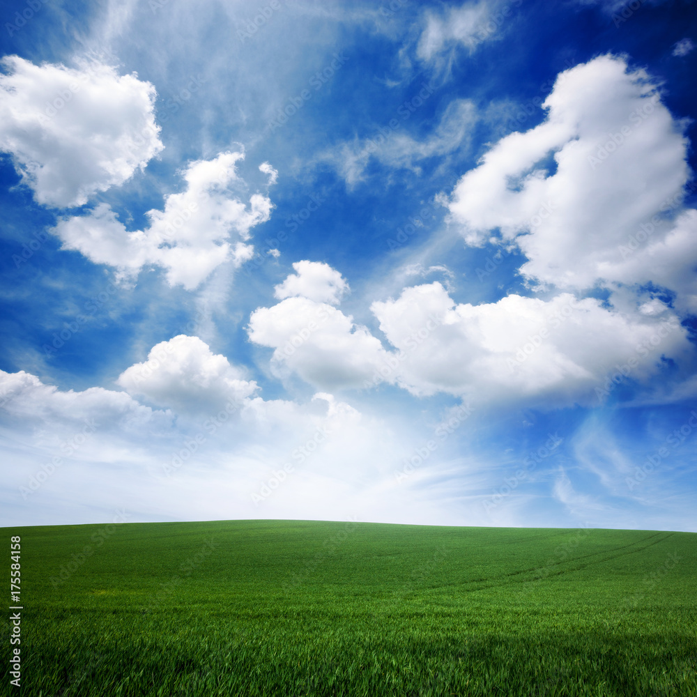 Green grass lawn and blue cloudy sky